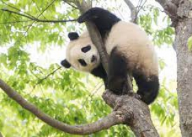 MÙA THU - SEOUL – EVERLAND – NÚI SEORAK MÙA THU – GANGWON –MẶC HANBOK DẠO HOÀNG CUNG