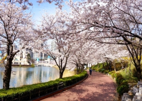 MÙA THU - SEOUL – EVERLAND – AIBAO FUBAO - NAMI